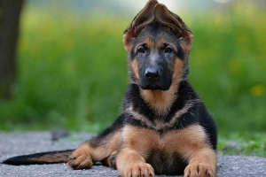 Co musisz wiedzieć o uszach owczarek niemiec?